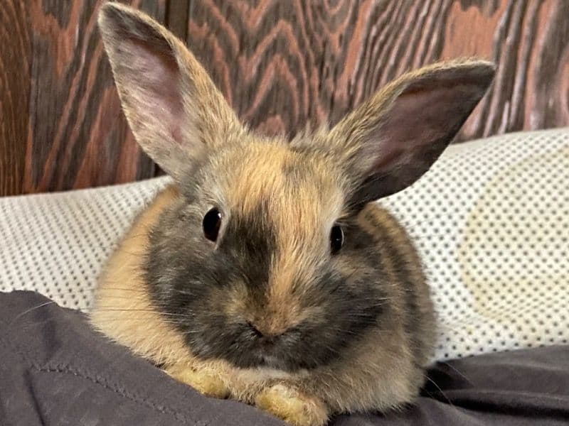 Mocha primary photo