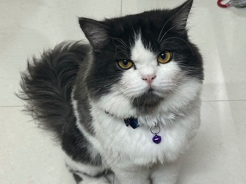 Oreo primary photo