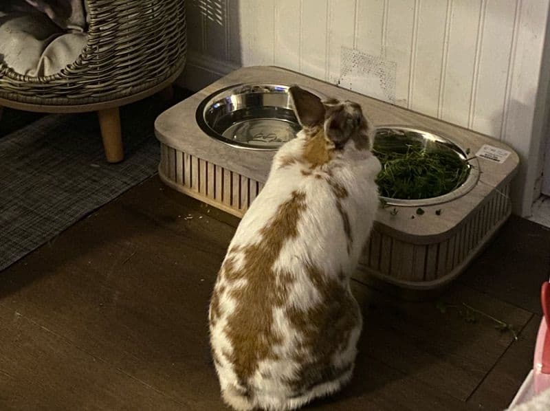 Cinnabun primary photo