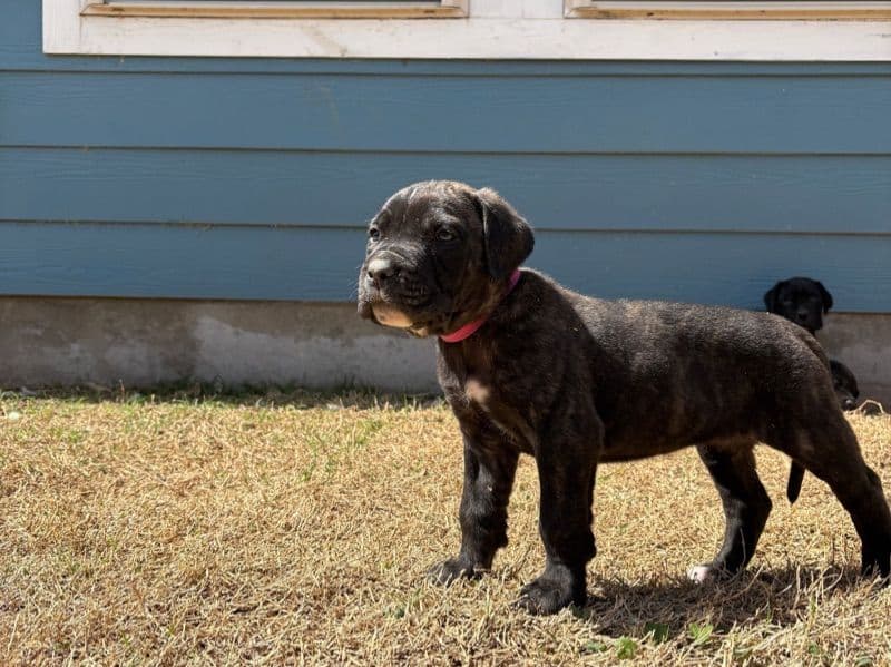 Puppy 4 primary photo