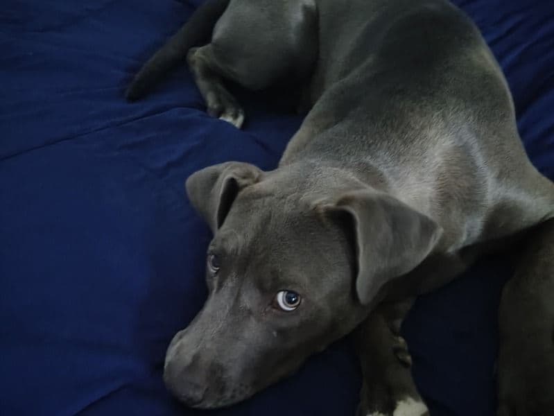 Blue primary photo