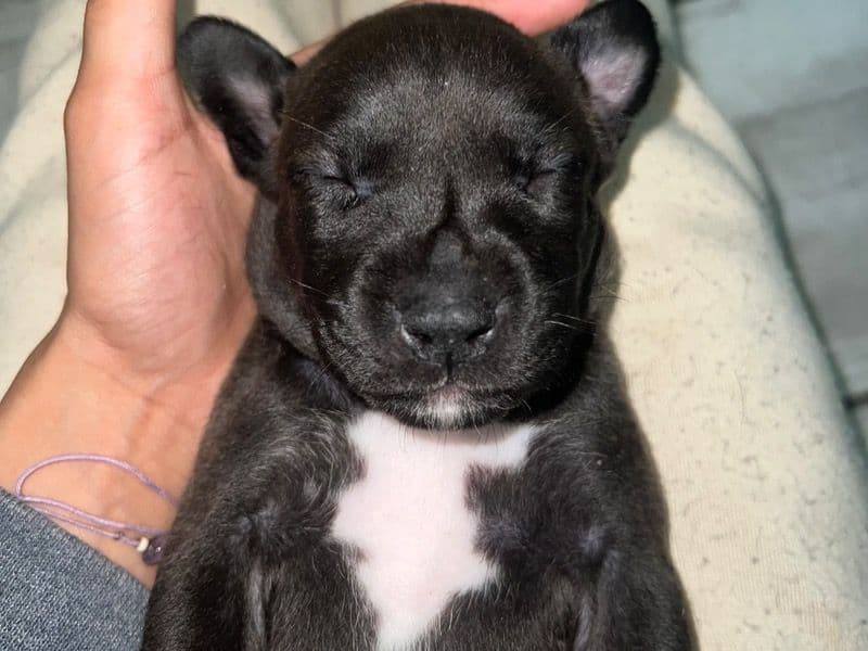 Pit Bull primary photo