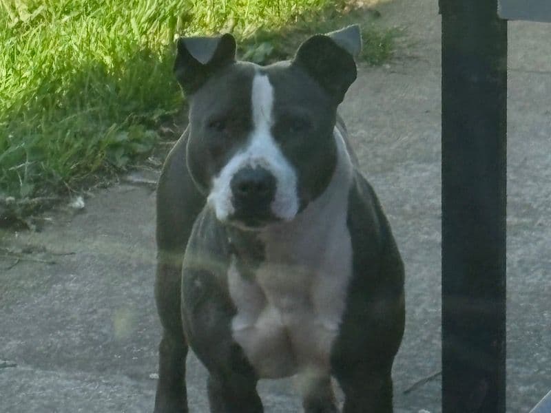 Bella primary photo