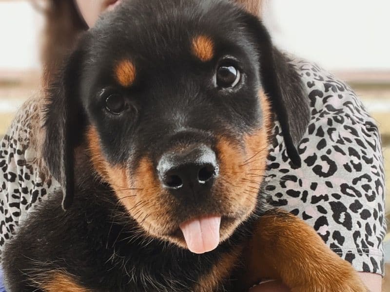 Rosie primary photo