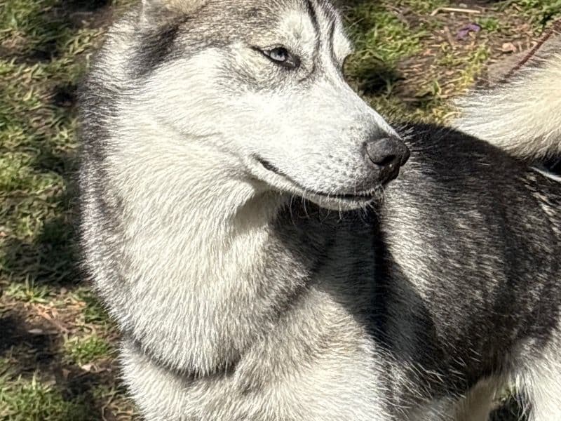 Kilo primary photo