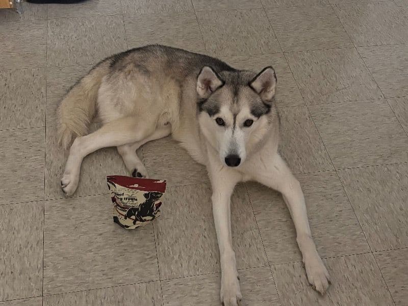 Kiba primary photo