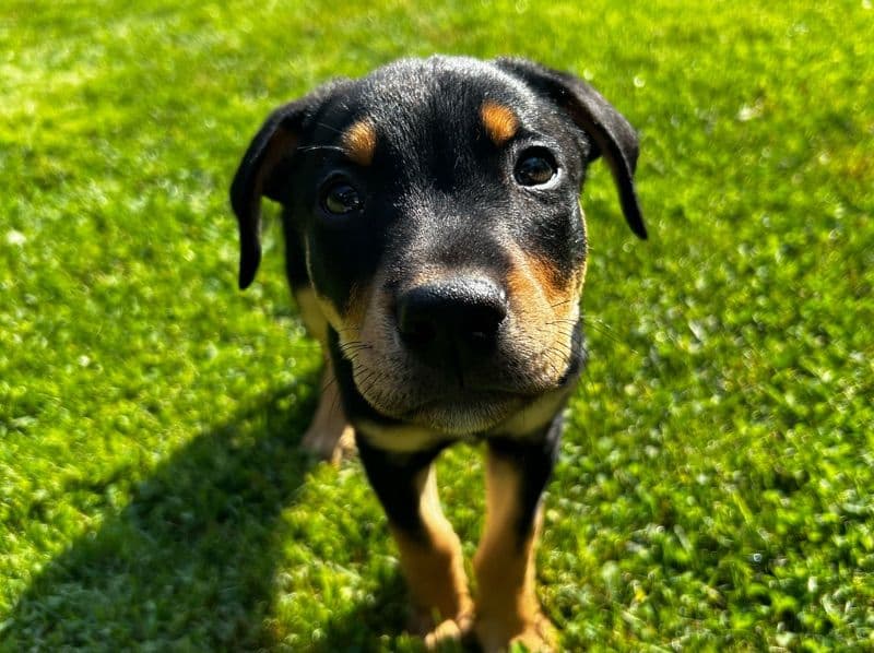 Blu primary photo