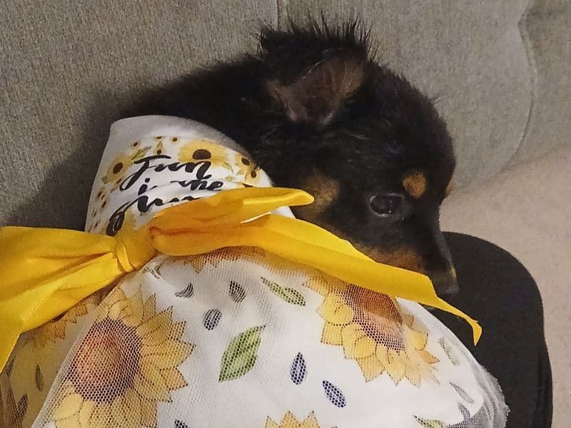 Pretty Girl primary photo