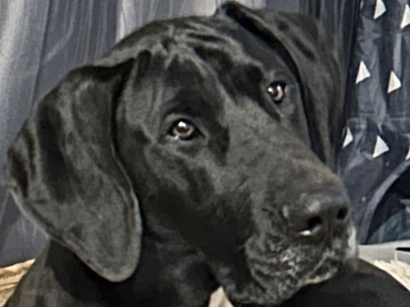 Maggie primary photo
