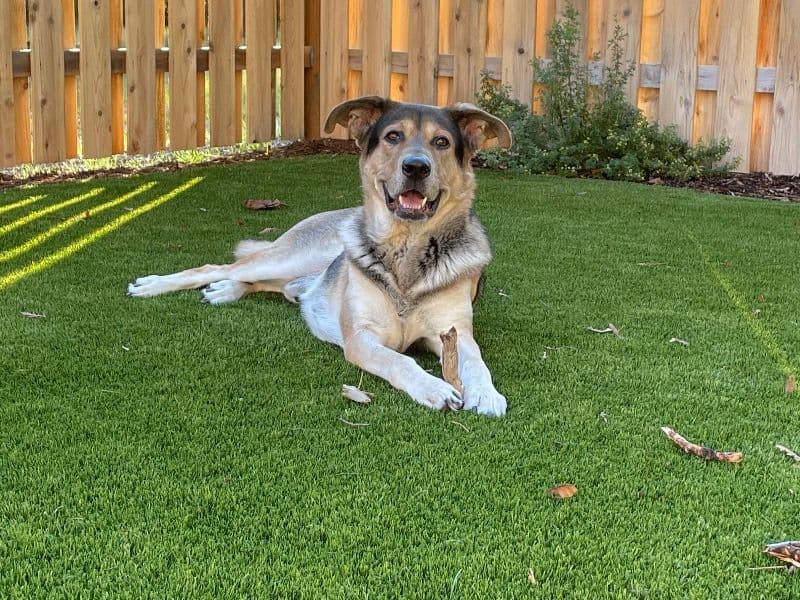 Obi primary photo