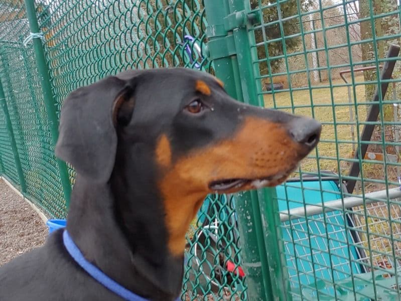 Max primary photo
