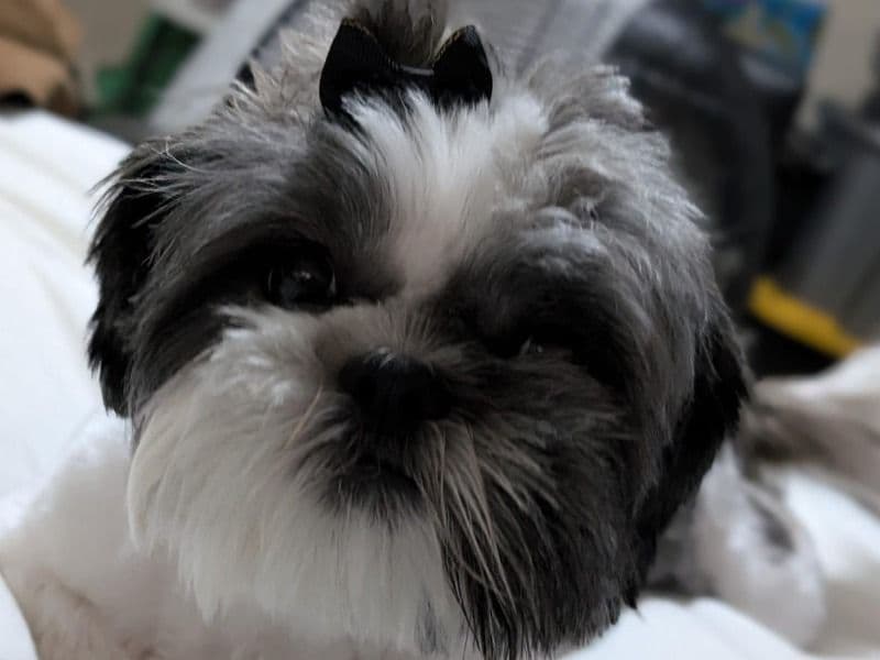 Luna primary photo