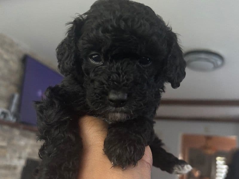 Cleo primary photo