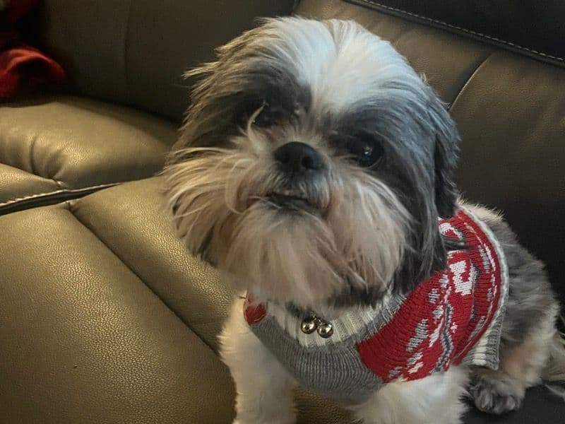 Dolly primary photo