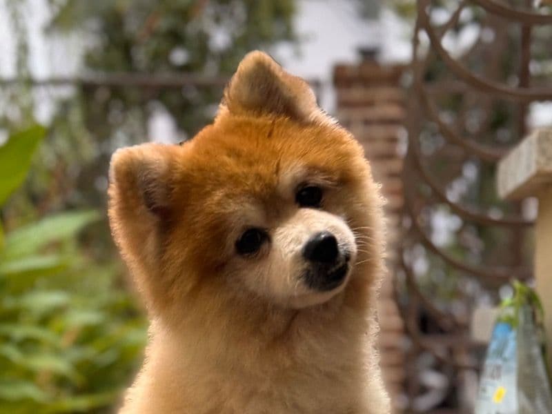 Zeus primary photo