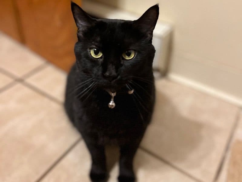 Mittens primary photo