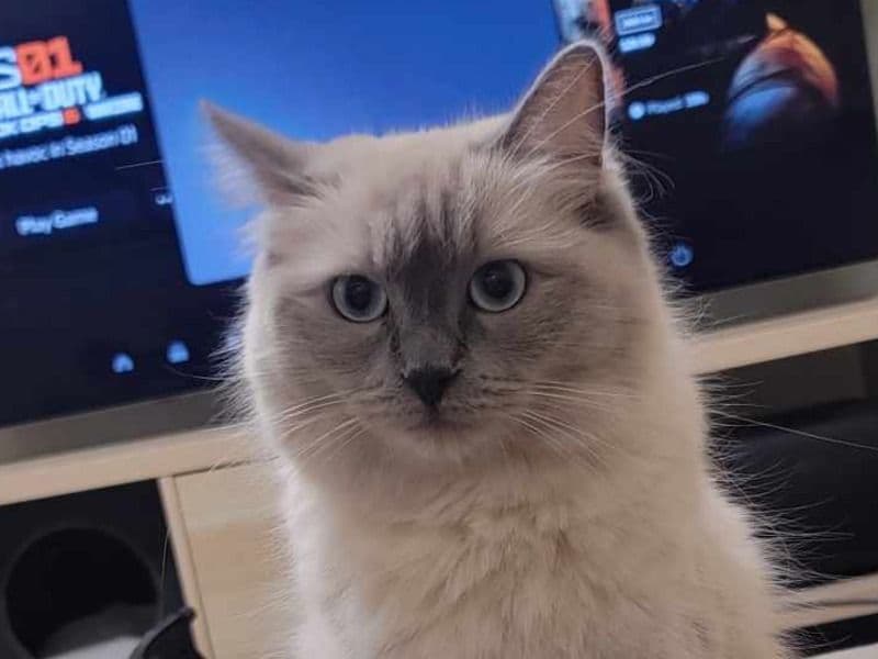 Mochi primary photo