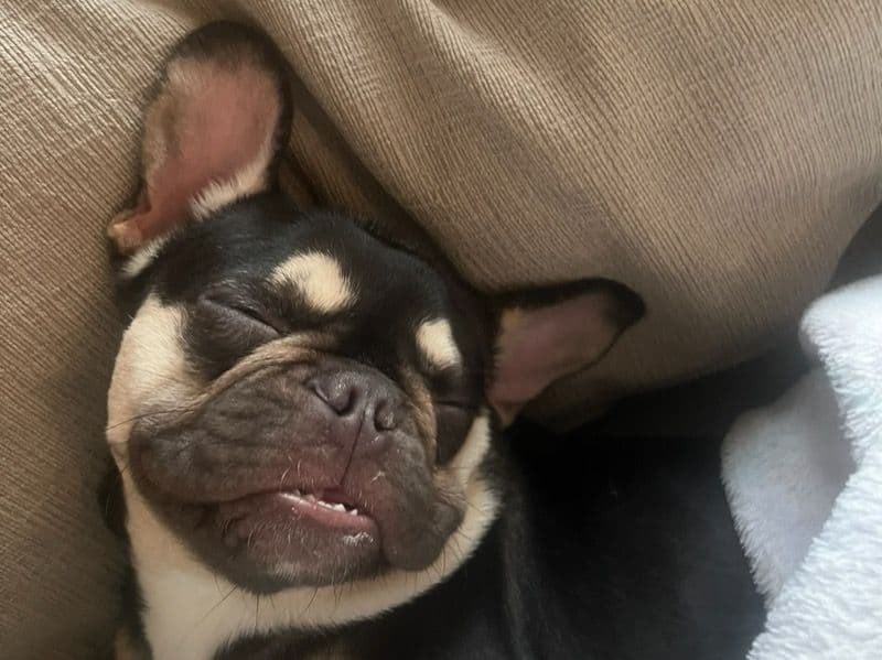 Zoey primary photo
