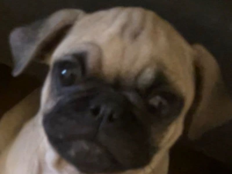 Puppy primary photo