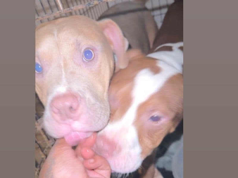Stormy & Rayne primary photo