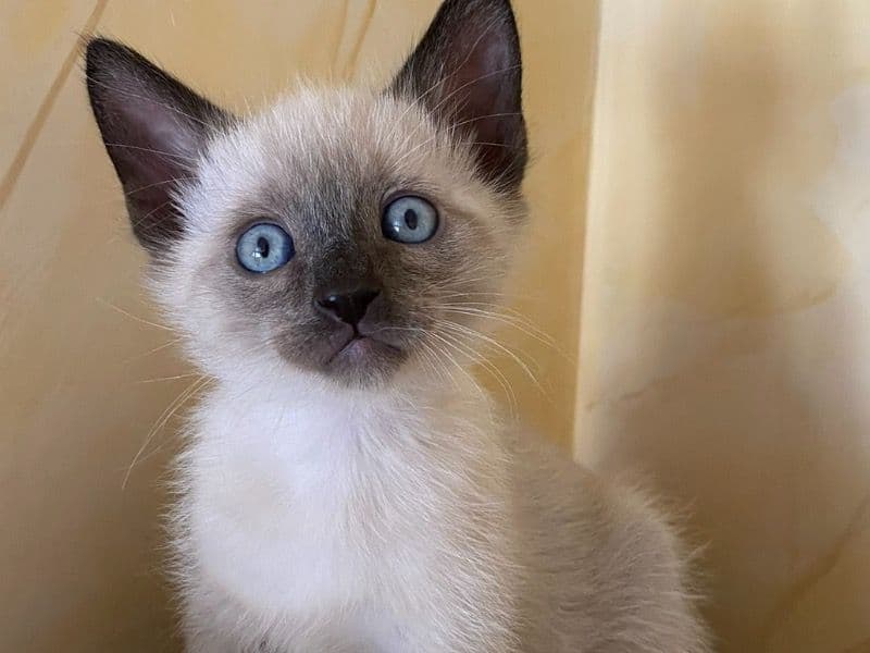 Siamese primary photo