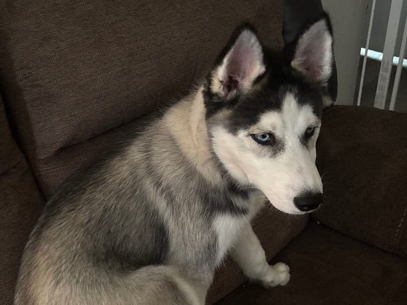 Luna primary photo