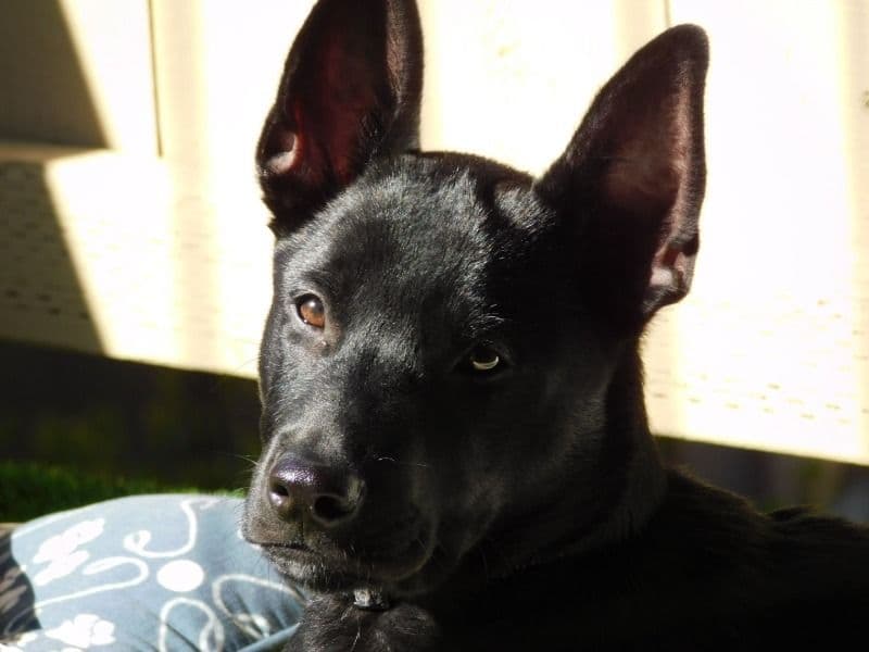 Hades primary photo