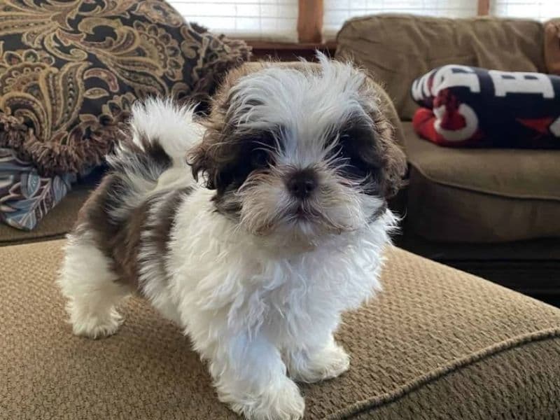 Puppy primary photo