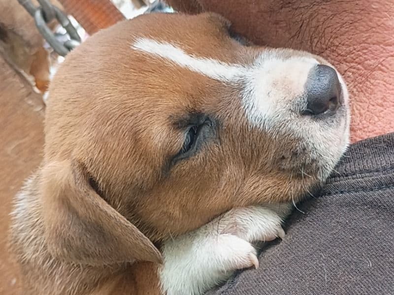 Bubba Paws primary photo