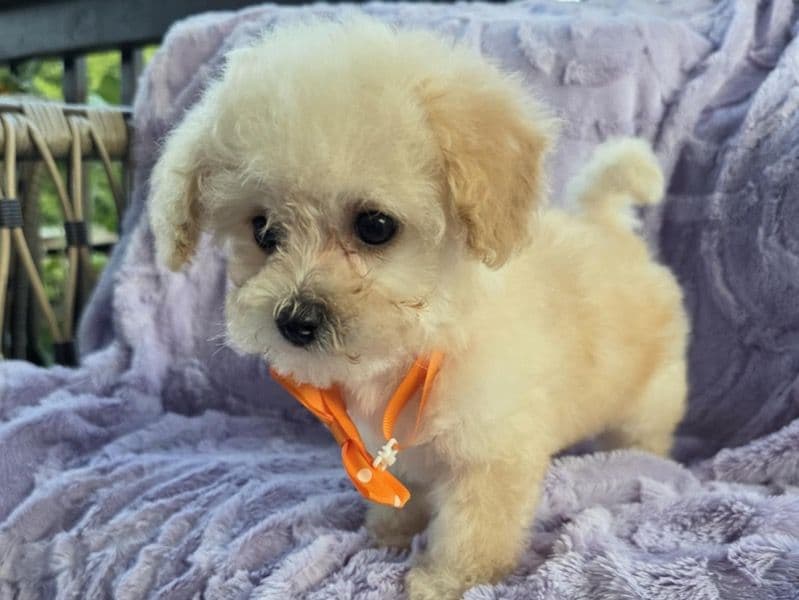 Mini Toy Poodle 4 primary photo