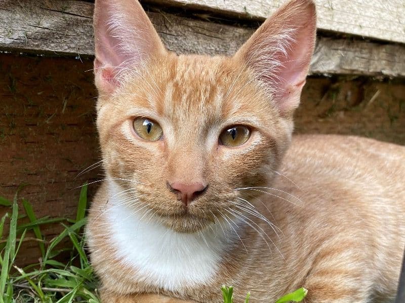 Philbert primary photo