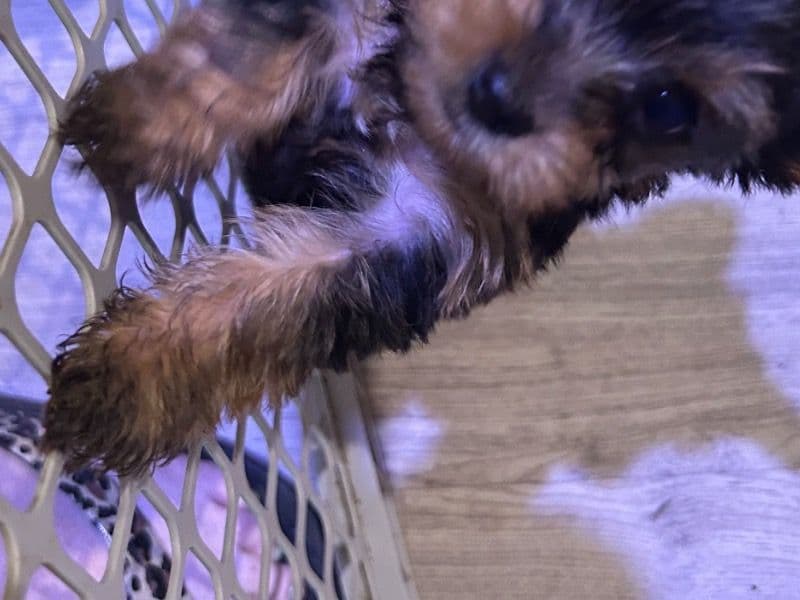 Yorkshire Terriers primary photo