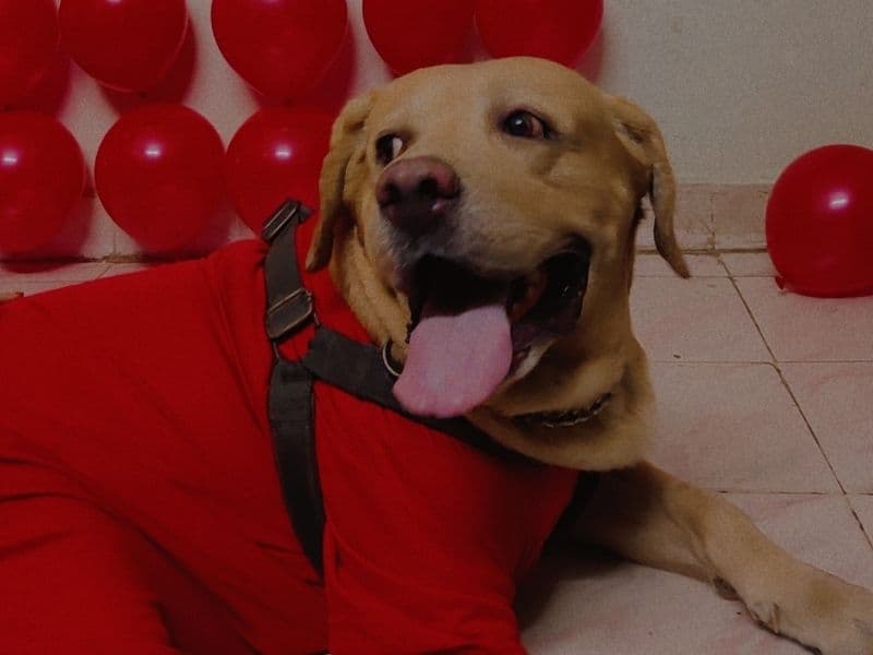 Toby primary photo
