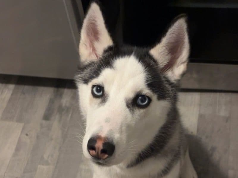 Milo primary photo