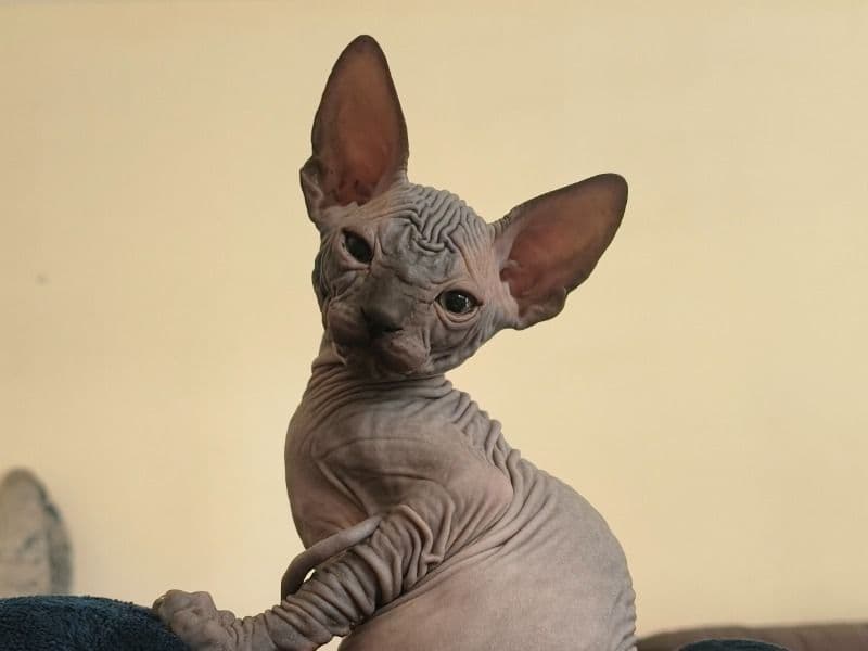 Ramzi primary photo