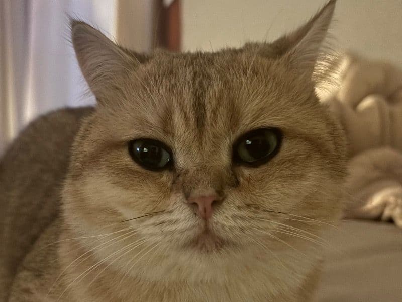 Nacho primary photo