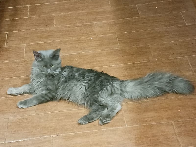 Milo primary photo