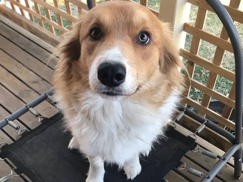 Rusty primary photo