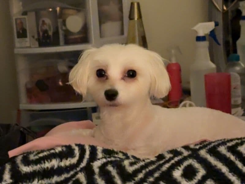 Princess Perla primary photo