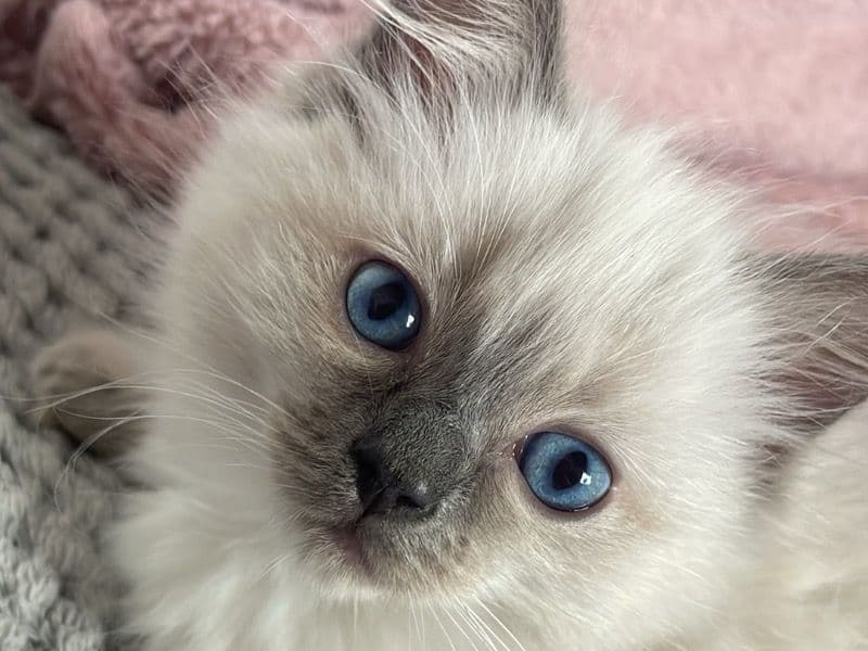 Coco primary photo