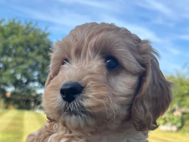 Toby primary photo