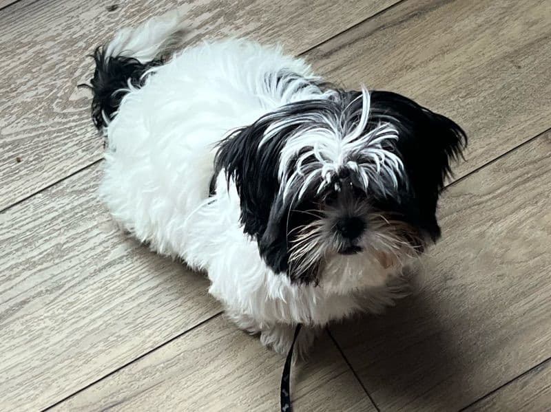 Luna primary photo