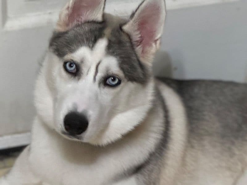 Zyla primary photo