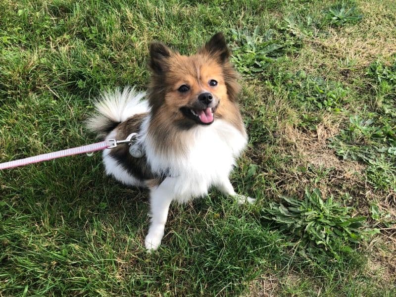 Mochi primary photo