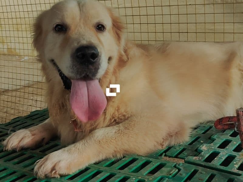 Bruno primary photo