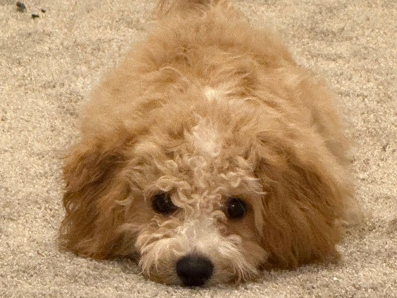 Butterscotch primary photo