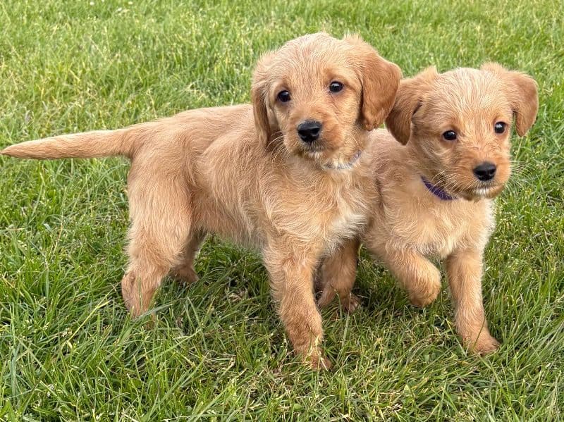 Puppies primary photo