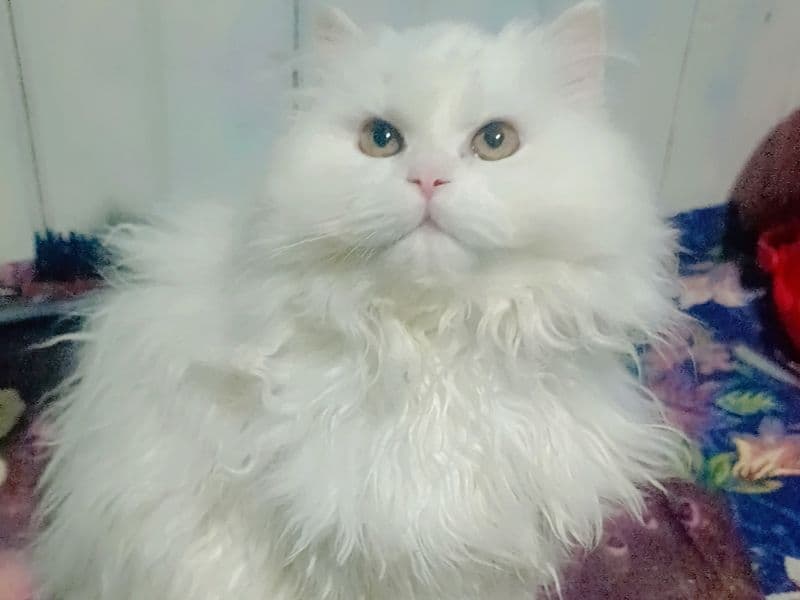 Lily primary photo