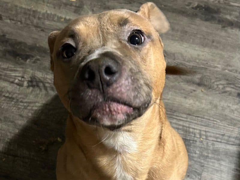 Mocha primary photo