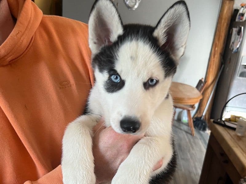 Puppy 1 primary photo